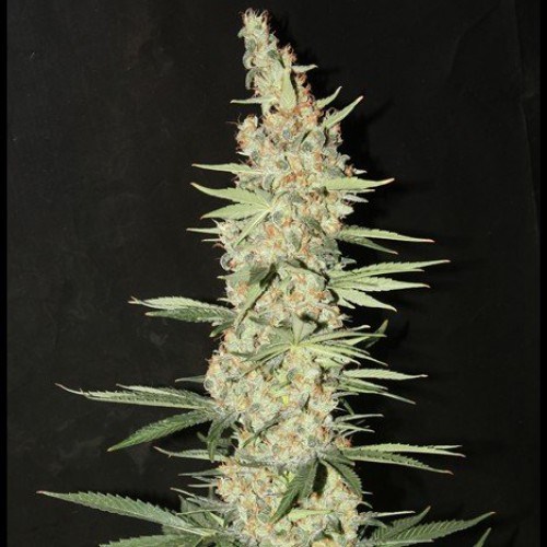 Critical Kali Mist Silver