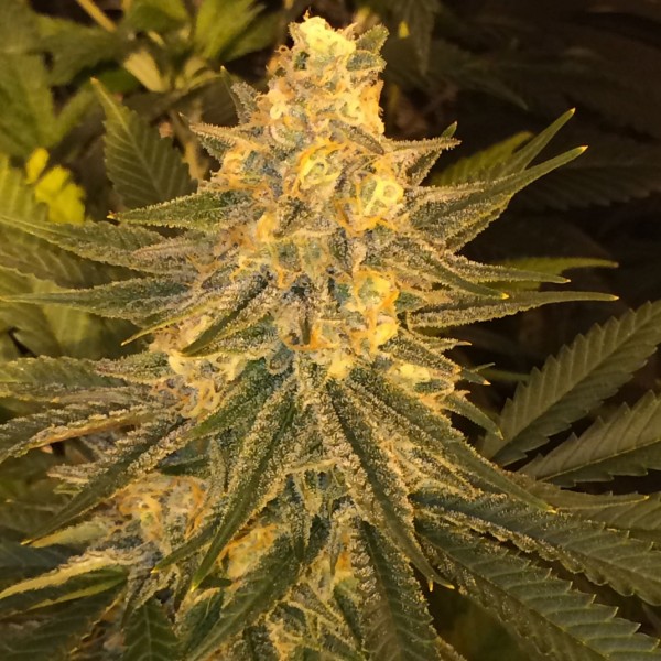 Critical Sensi Star Feminised Silver