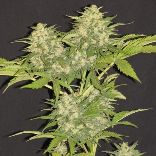 Critical Super Silver Haze Feminised Silver