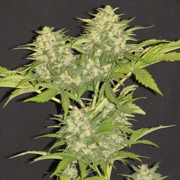 Critical Super Silver Haze Feminised Silver