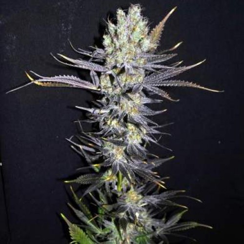 Cyclops Silver regular