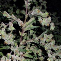 Dr. Grinspoon Silver regular