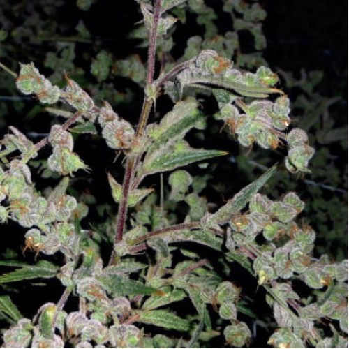 Dr. Grinspoon Silver regular