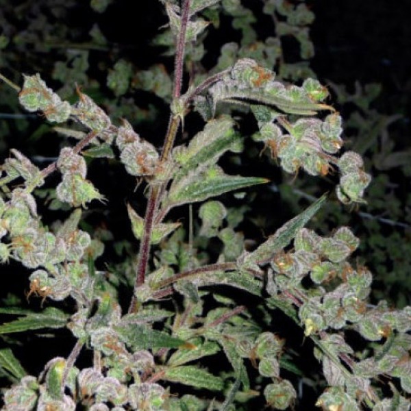 Dr. Grinspoon Silver regular