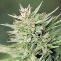 Early Durban Feminised Silver