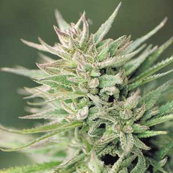 Early Durban Feminised Silver