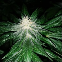 Насіння Early Skunk Feminised Silver