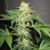 Era Feminised Silver