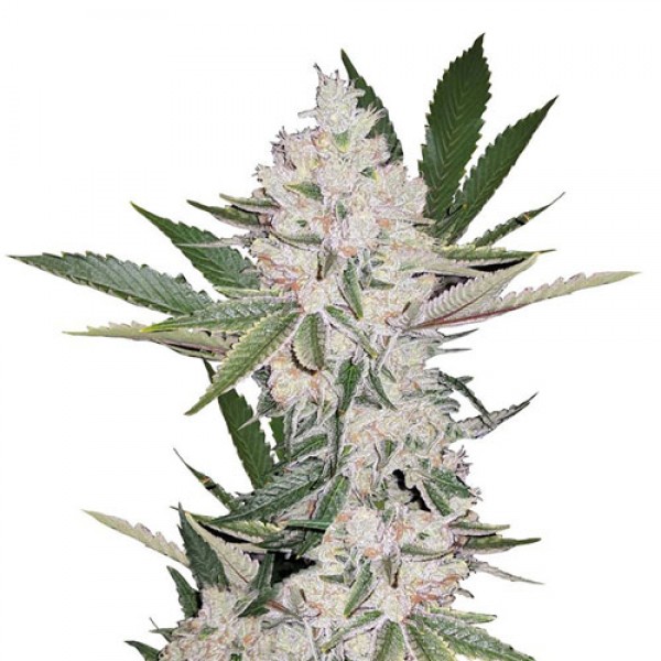 Auto Chemdawg Feminised Silver