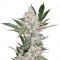 Auto Chemdawg Feminised Silver