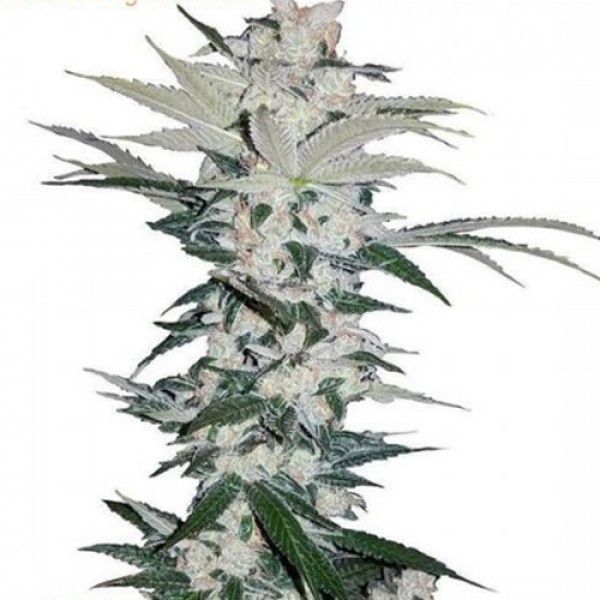 Auto Chemdawg Feminised Silver