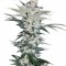 Auto Chemdawg Feminised Silver