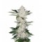 Auto Chemdawg Feminised Silver