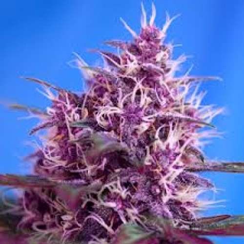 Auto Red Poison Feminised Silver