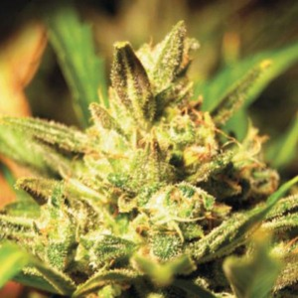 Auto Super Critical 2.0 Feminised Silver