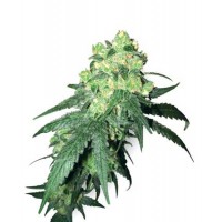 White Rhinoceros Silver