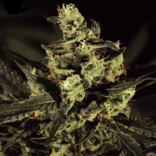 Ex Cheese Feminised Silver