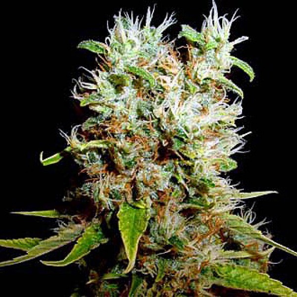 G13 Haze Feminised Silver