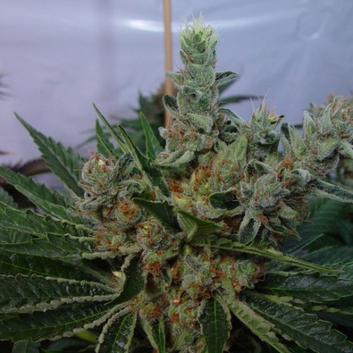 G13 Haze Silver regular