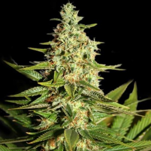 G13 Skunk Feminised Silver