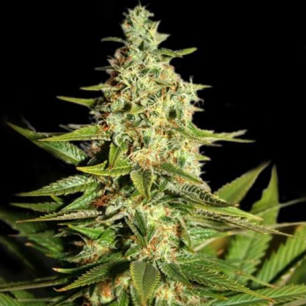 G13 Skunk Feminised Silver
