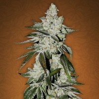 Насіння Girls Scout Cookies Feminised Silver