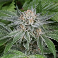 Gorilla Feminised Silver