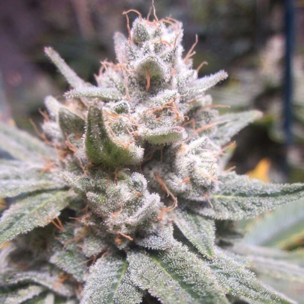 Gorilla Glue 4 Feminised Silver