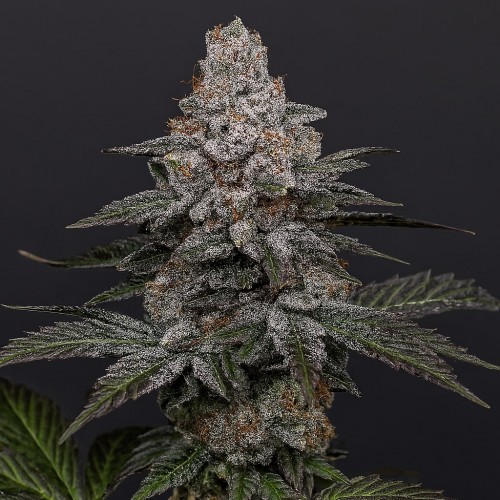 Grape Diamonds Feminised Silver seeds