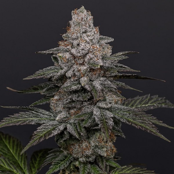 Grape Diamonds Feminised Silver seeds