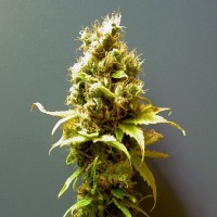 Hashberry Feminised Silver