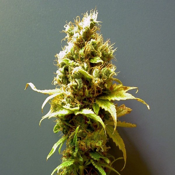 Hashberry Feminised Silver