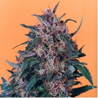 Hollands Hope Silver