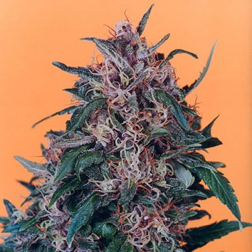 Hollands Hope Silver