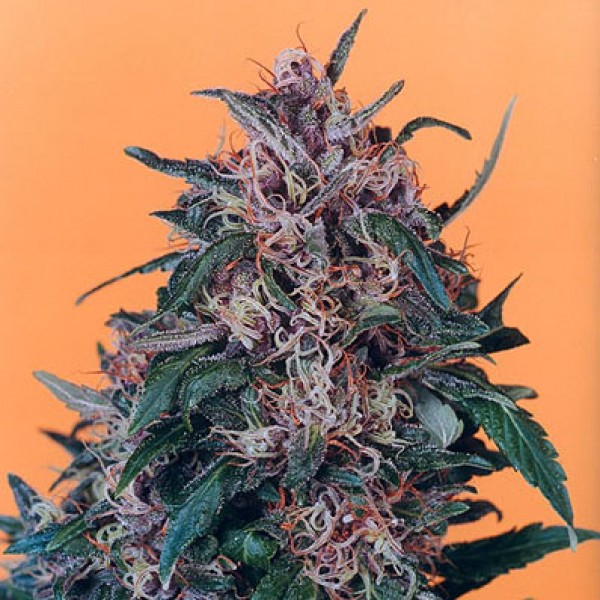 Насіння Hollands Hope Silver