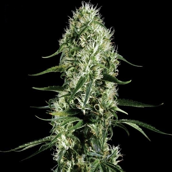 Auto Super Silver Haze Feminised Gold