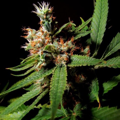 Indian Haze Feminised Silver