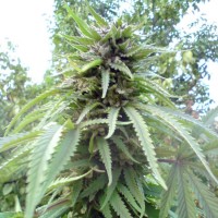 Jamaica Blueberry Silver regular