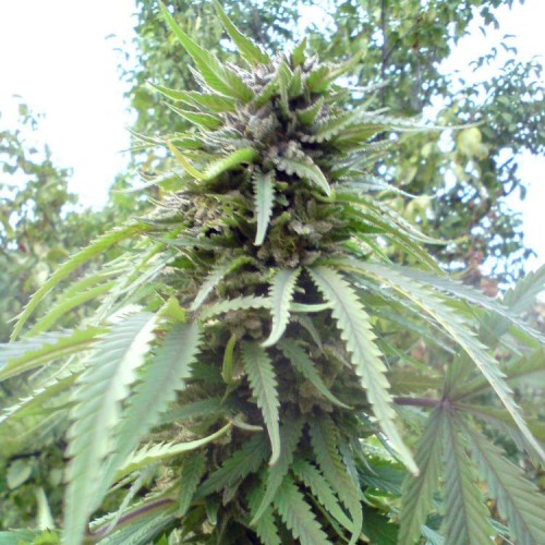 Jamaica Blueberry Silver regular