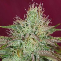 Jamaican Orange Skunk Feminised Silver