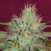 Jamaican Orange Skunk Silver