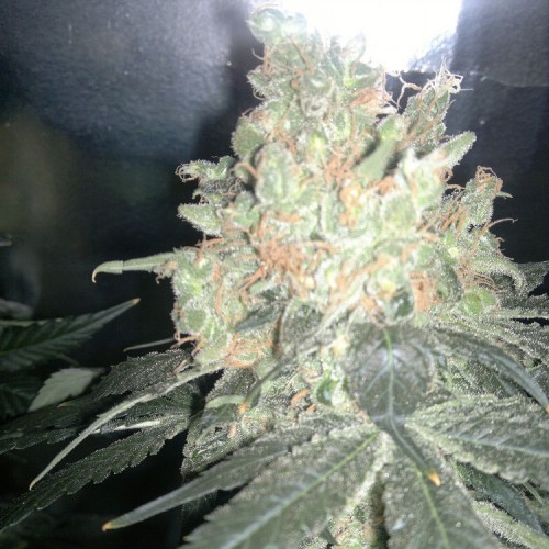 Jock Horor Feminised Silver