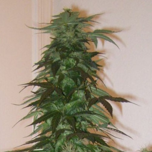 Kalash Feminised Silver