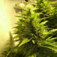 Kalichakra Feminised Silver