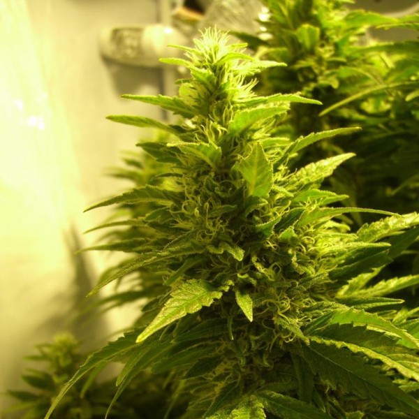 Kalichakra Feminised Silver