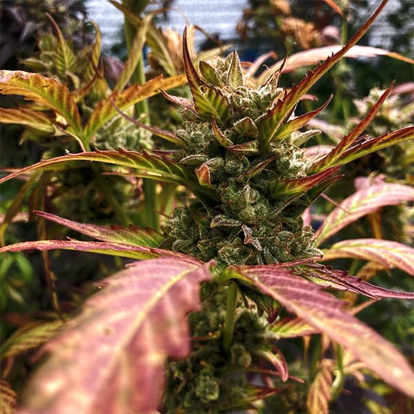 Насіння Auto Super Skunk Feminised Silver