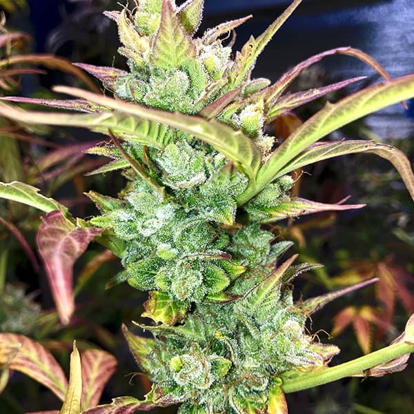 Насіння Auto Super Skunk Feminised Silver