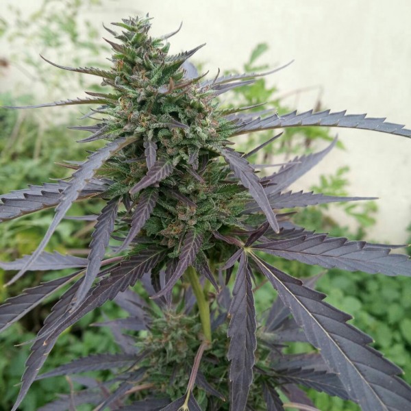 Насіння Auto Super Skunk Feminised Silver