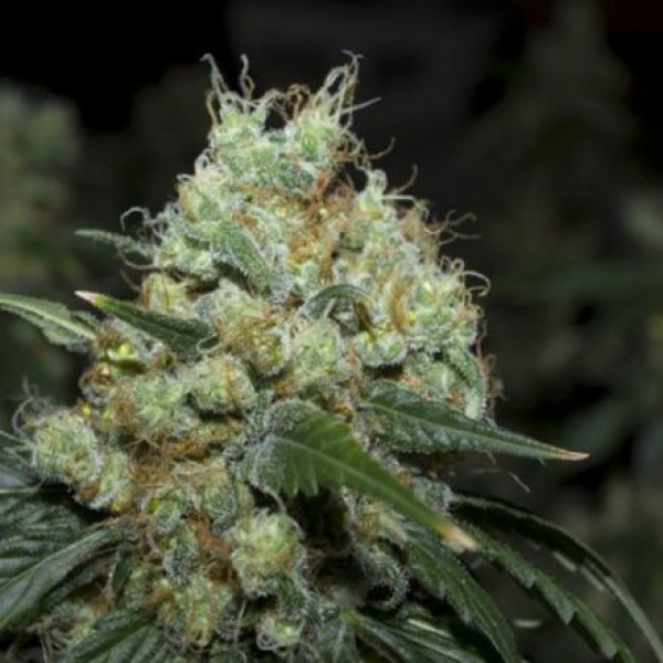 Ladyburn Feminised Silver