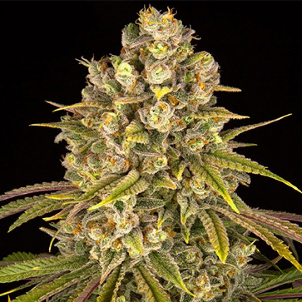 Lemon Tree Feminised Silver seeds